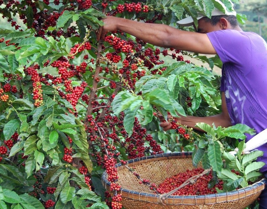 Sooretama é considerado o maior produtor de Café Conilon do Espírito Santo