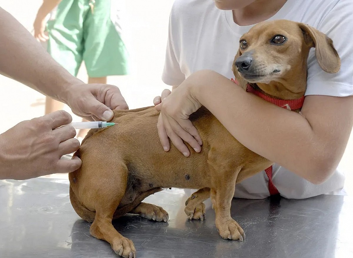 Imagem da notícia: Sooretama inicia campanha de vacinação antirrábica de cães e gatos na segunda-feira (20)